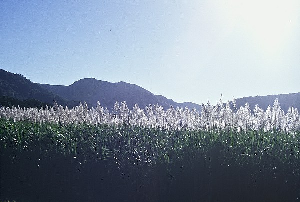 Kuranda (Near Cairns) grass. Photo: L. Bobke